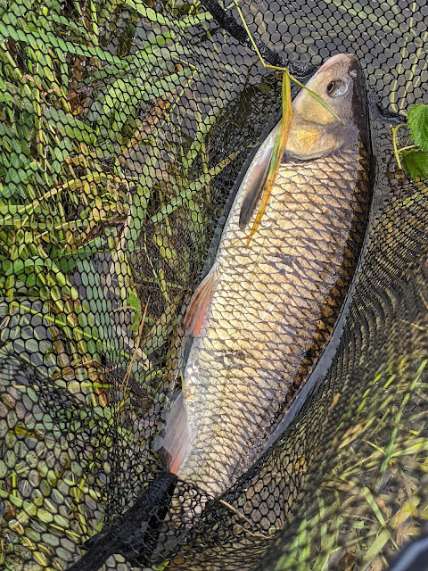 Tamworth Chub.