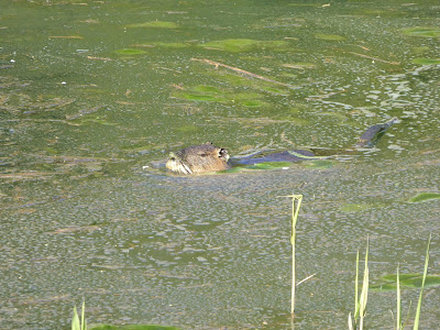 山田池公園 ヌートリア 特定外来生物