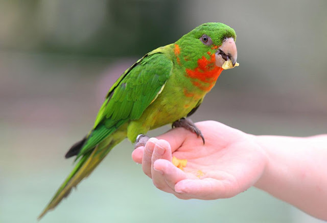 Parakeet Pet Birds
