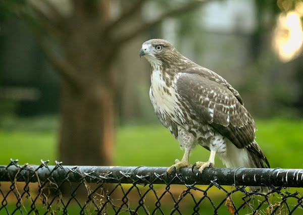 Tompkins Square red-tailed hawk fledgling on a fence.