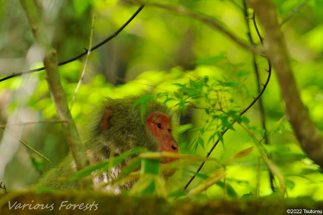 macaque(monkey)