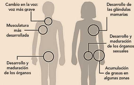 Cambios físicos en la pubertad