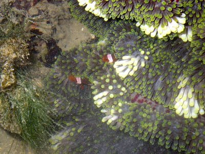 Ocellaris Clownfish, Amphiprion ocellaris