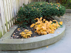 Garden District Courtyard Toronto Fall Cleanup Before by Paul Jung Gardening Services--a Toronto Organic Gardening Company