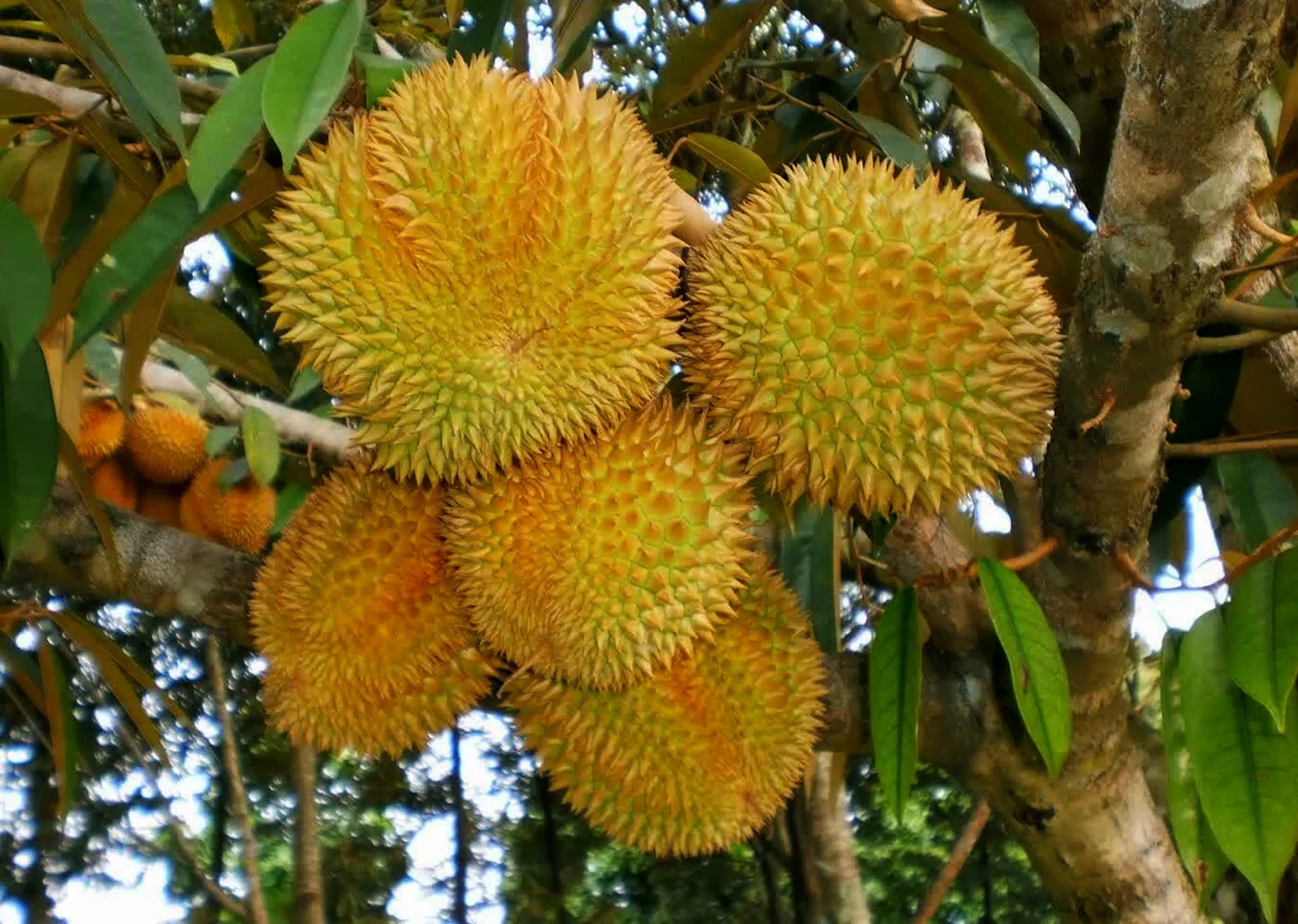 bibit pohon durian montong kualitas terbaik Kalimantan Selatan
