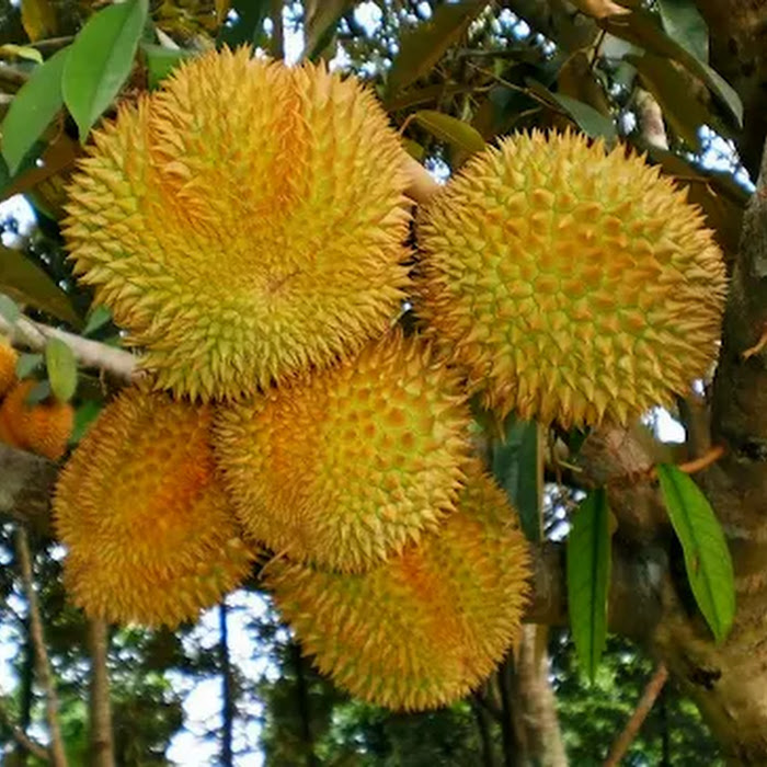 Bibit Durian Montong