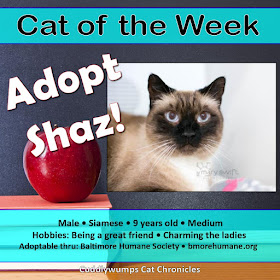 Adopt Shaz!