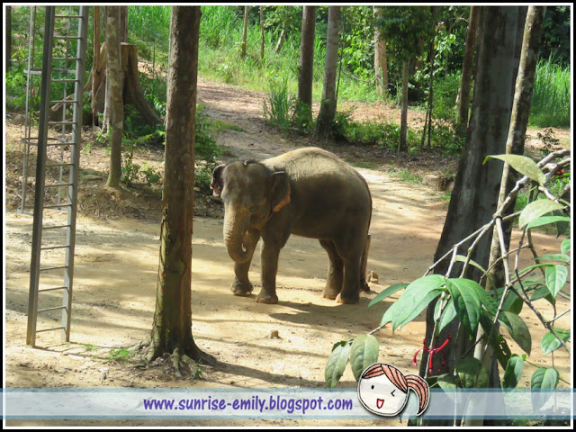 All about Elephants @ Kenyir Elephant Village, Terengganu