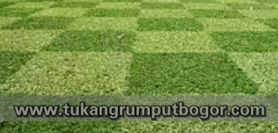 www.tukangrumputbogor.com