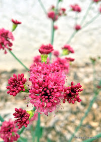 Eriogonum grande rubescens "Red Buckwheat"