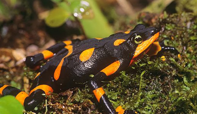 Rã-arlequim (Atelopus varius), a espécie era encontrada da Costa Rica até ao Panamá. Atualmente,  encontra-se em perigo de extinção, sendo encontrado apenas uns poucos sobreviventes na Costa Rica e extinta no Panamá. 