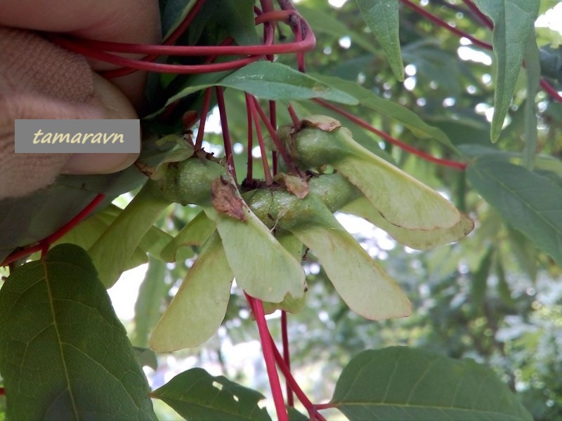 Клён маньчжурский (Acer mandshuricum)