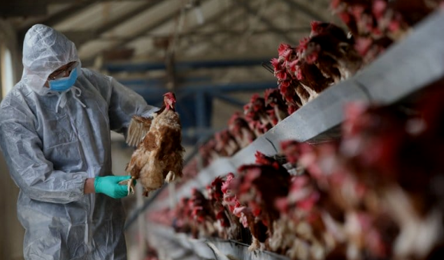 هذه هي الاجراءات التي اتخدها المغرب لتجنب مرض انفلونزا الطيور المتفشي بعدد من دول العالم