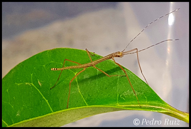 Ninfa L1 de Lamachodes sp. "Nui Chua", 1,8 cm de longitud