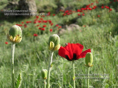 poppy field damawand Photo by A. Soltani