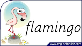 flamingo flashcard