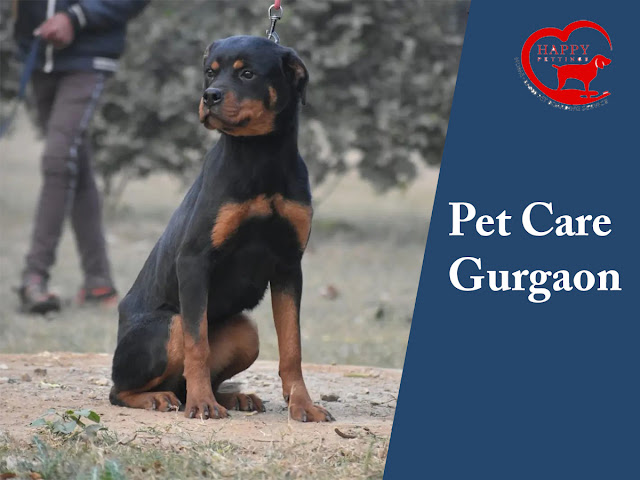 pet care center in Gurgaon