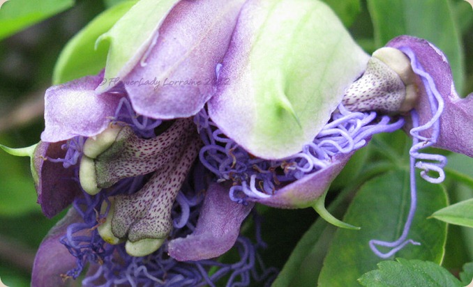 09-25-pas-flower2