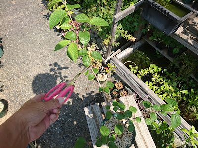 長く伸びている枝