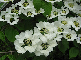 Royal Botanical Gardens doublefile viburnum plicatum lanarth blooms by garden muses-not another Toronto gardening blog