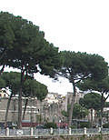 Umbrella Pine, Italy.