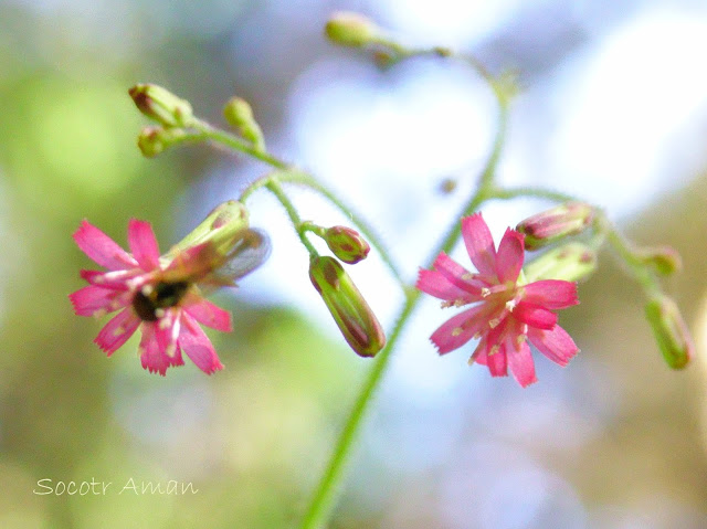 Lactuca sororia