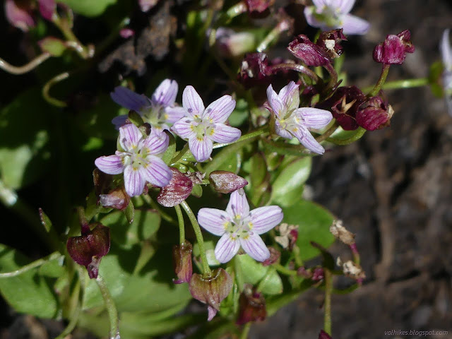 048: little flowers