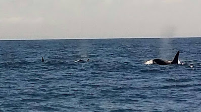 Orcas vor Teneriffa auf der Jagd