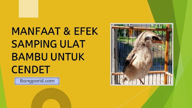 MANFAAT & EFEK SAMPING ULAT BAMBU UNTUK CENDET