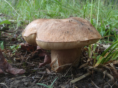 Borowik usiatkowany Boletus reticulatus