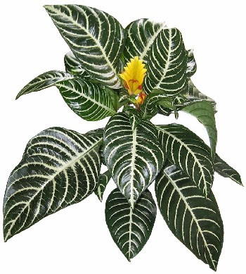 Afelandra (Aphelandra squarrosa)