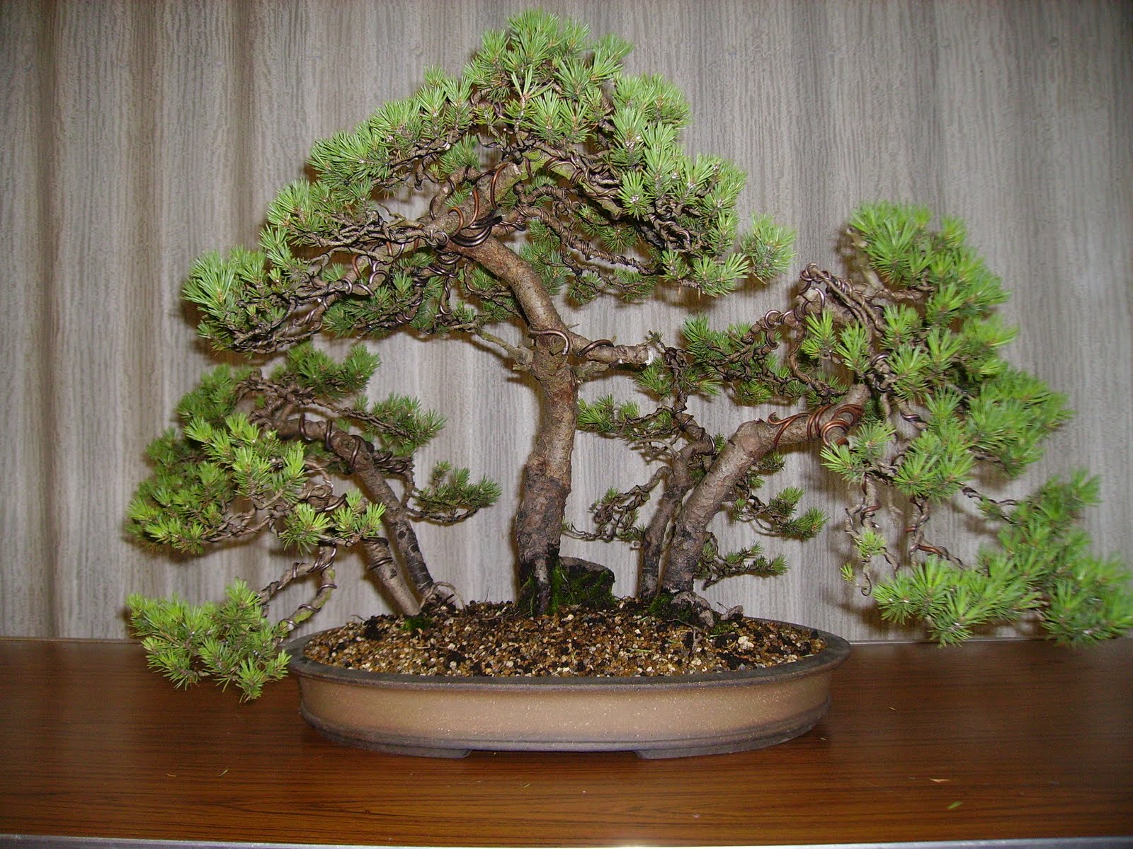 Ashfield Bonsai  Club July 2011