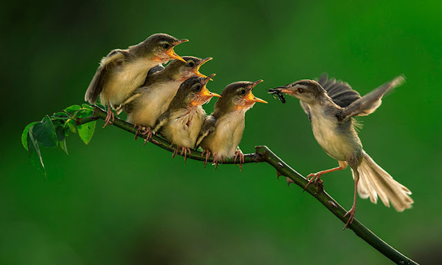 Perenjak Jawa, Bar-winged Prinia (Prinia Familiaris)