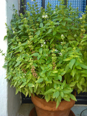 albahaca