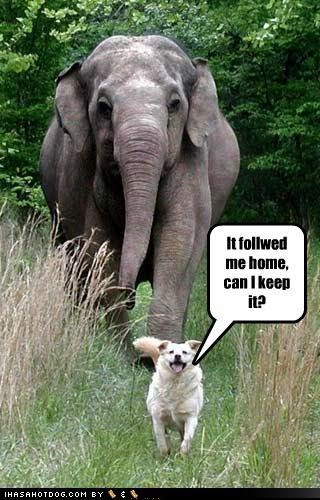funny quotes about homework. funny dog quotes.