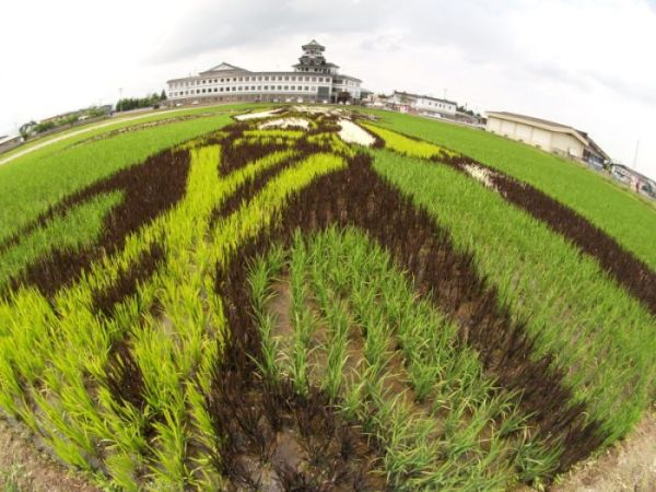 Japanese Rice Field Creative Art Work - AmAzing Photos Seen On lolpicturegallery.blogspot.com
