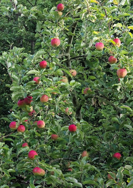 Ripe red apples growing on tree