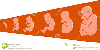 desenvolvimento de peso fetal, peso por tabela semana feto Webtretho, comprimento do fémur do feto, Indicadores semana feto, 32 semanas peso fetal, mesa BPN, 35 semanas peso fetal, calcular o comprimento do feto, Balanço do feto por data