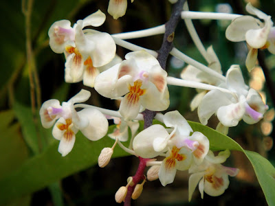 Grow and care Phalaenopsis celebensis orchid - The Celebes Phalaenopsis