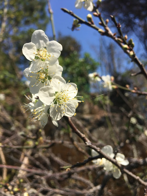 Meishan Park plum blooming in Chiayi, Taiwan