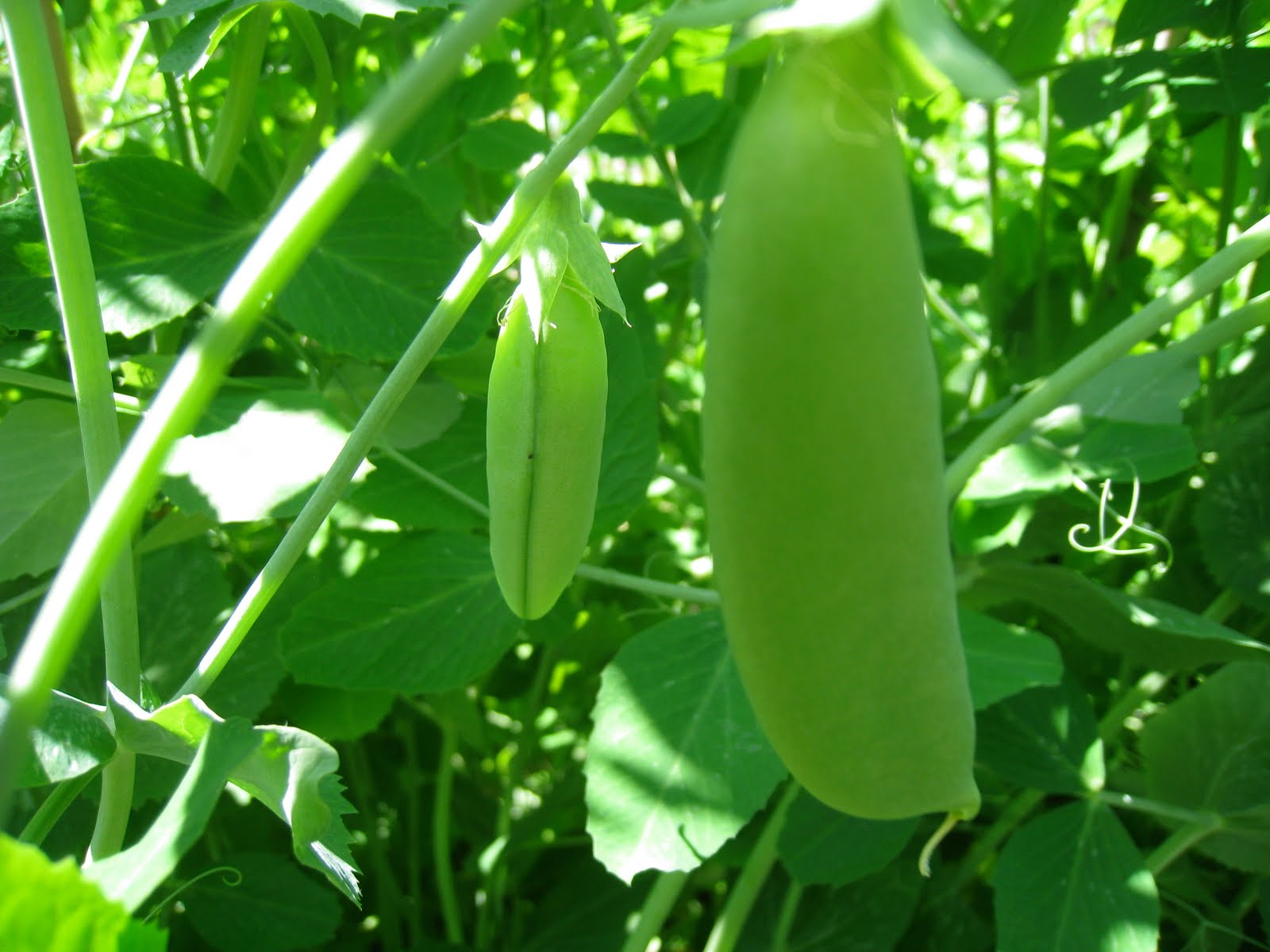 types of flowers beginning with c Difference Between Sugar Snap Peas and Snow | 1600 x 1200