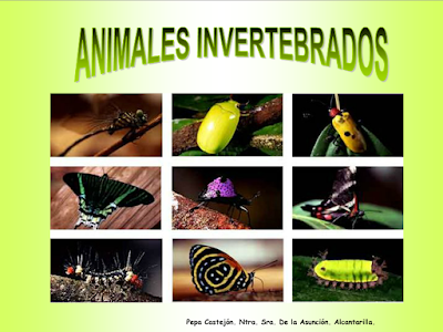 http://www.murciaeduca.es/cpntrasradelaasuncion/bitacora/upload/img/ANIMALES%20INVERTEBRADOS.swf