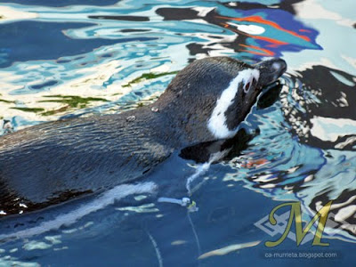 Seaworld Penguin