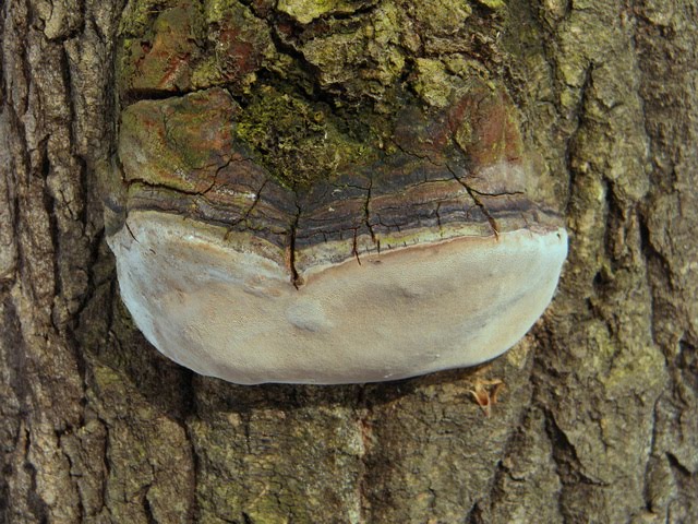 Phellinus robustus