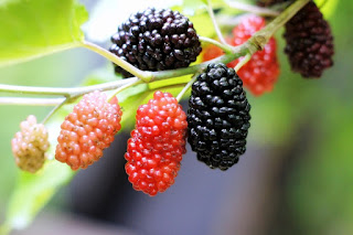 Eat Mulberries