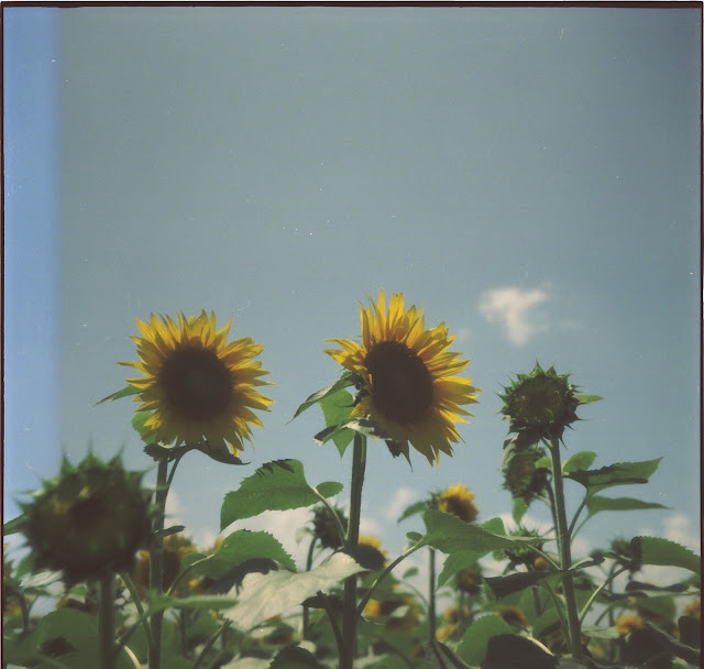 期限切れフィルム 明野のひまわり