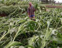 Jagung Rusak, Rugi Jutaan