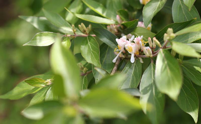 Amur Honeysuckle Flowers Pictures