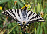  mariposa chupaleche o Podalirio, (Iphiclides podalirius feisthamelii)