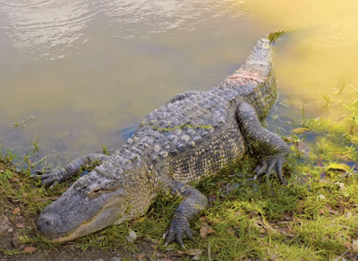 Best Places to Spot Wild Alligators